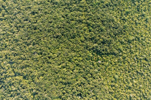 a close up of a patch of grass