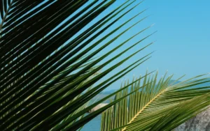 Crédito: Joao Vitor Marcilio via Unsplash