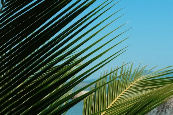 Crédito: Joao Vitor Marcilio via Unsplash