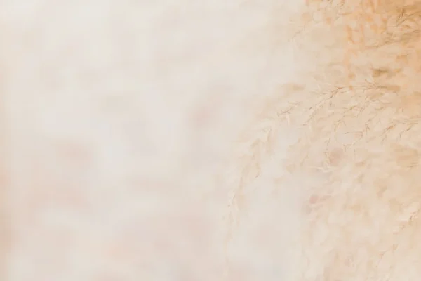 Crédito: Hannah MacLean via Unsplash