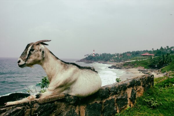 Crédito: © Arquimedes Santos/Prefeitura de Olinda