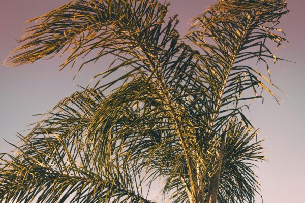 green palm tree at daytime