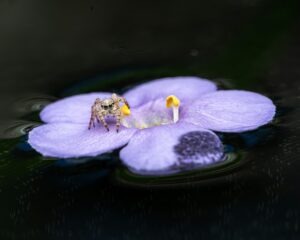 a bee on a purple flower