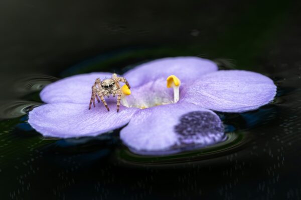a bee on a purple flower