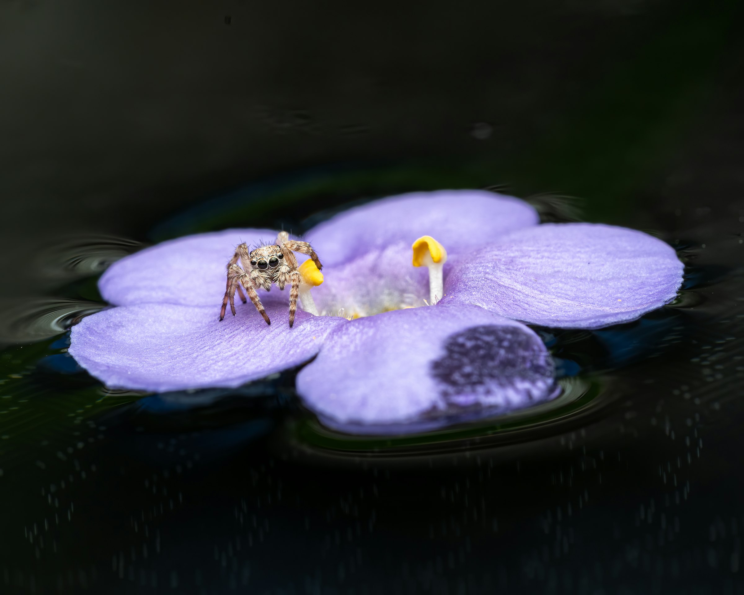 a bee on a purple flower