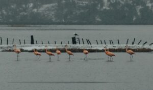 a group of flamingos wading in a body of water
