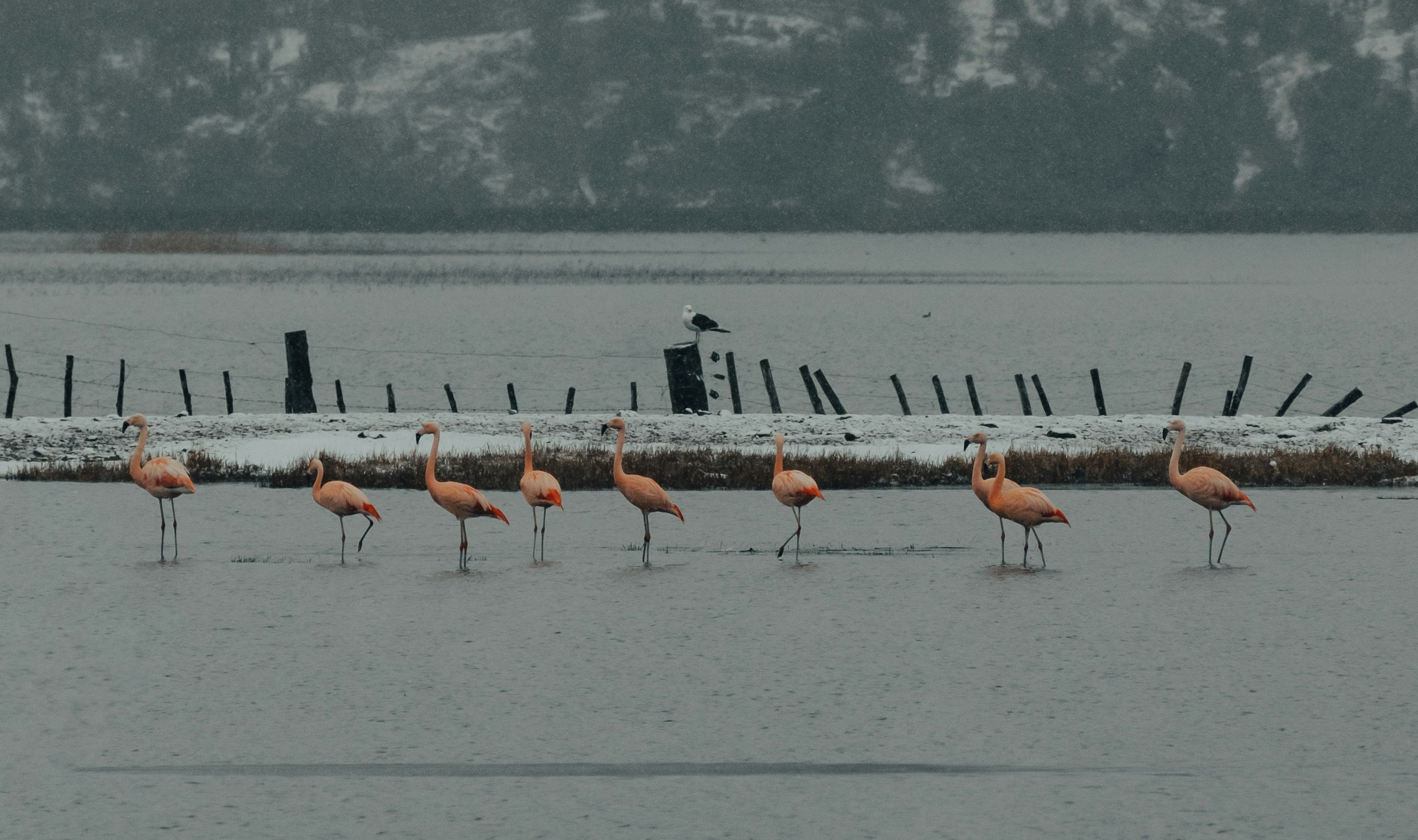 a group of flamingos wading in a body of water