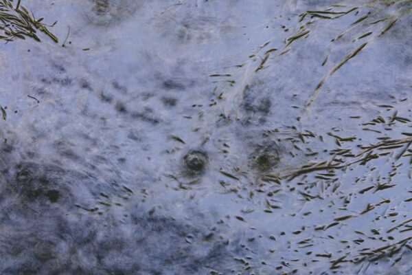 Eyes peek out from a textured, abstract background.