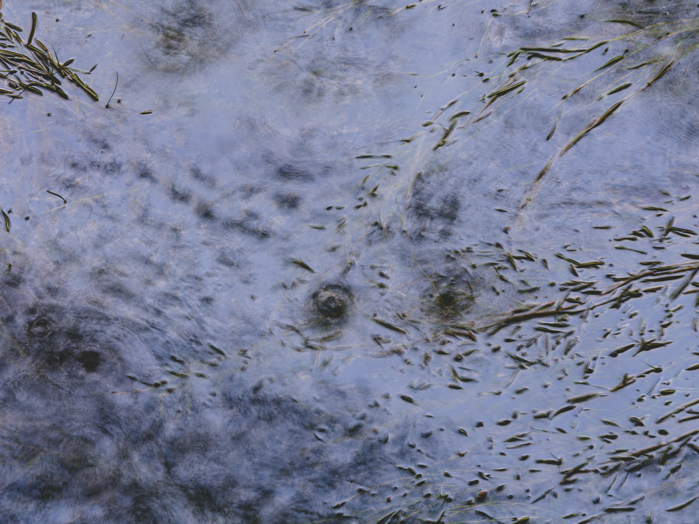 Eyes peek out from a textured, abstract background.