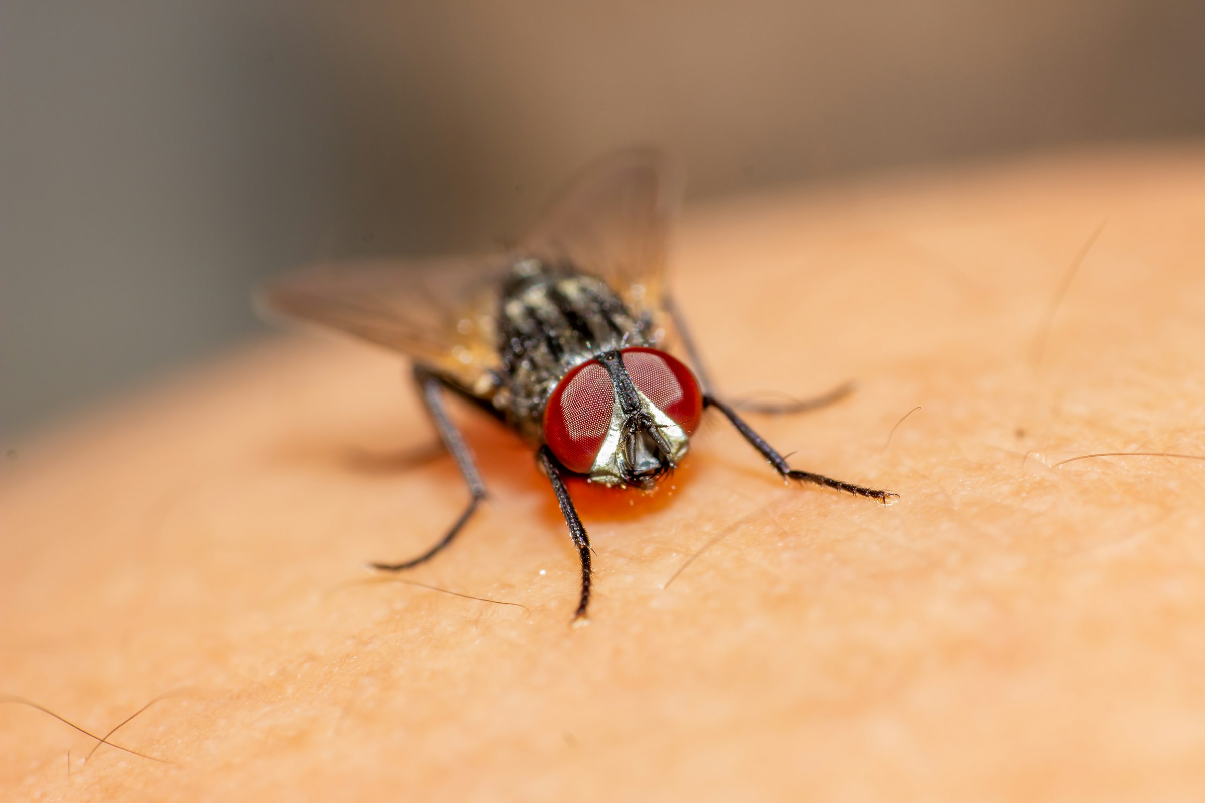 black and red fly on brown textile