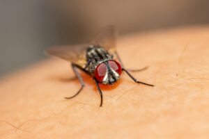 black and red fly on brown textile