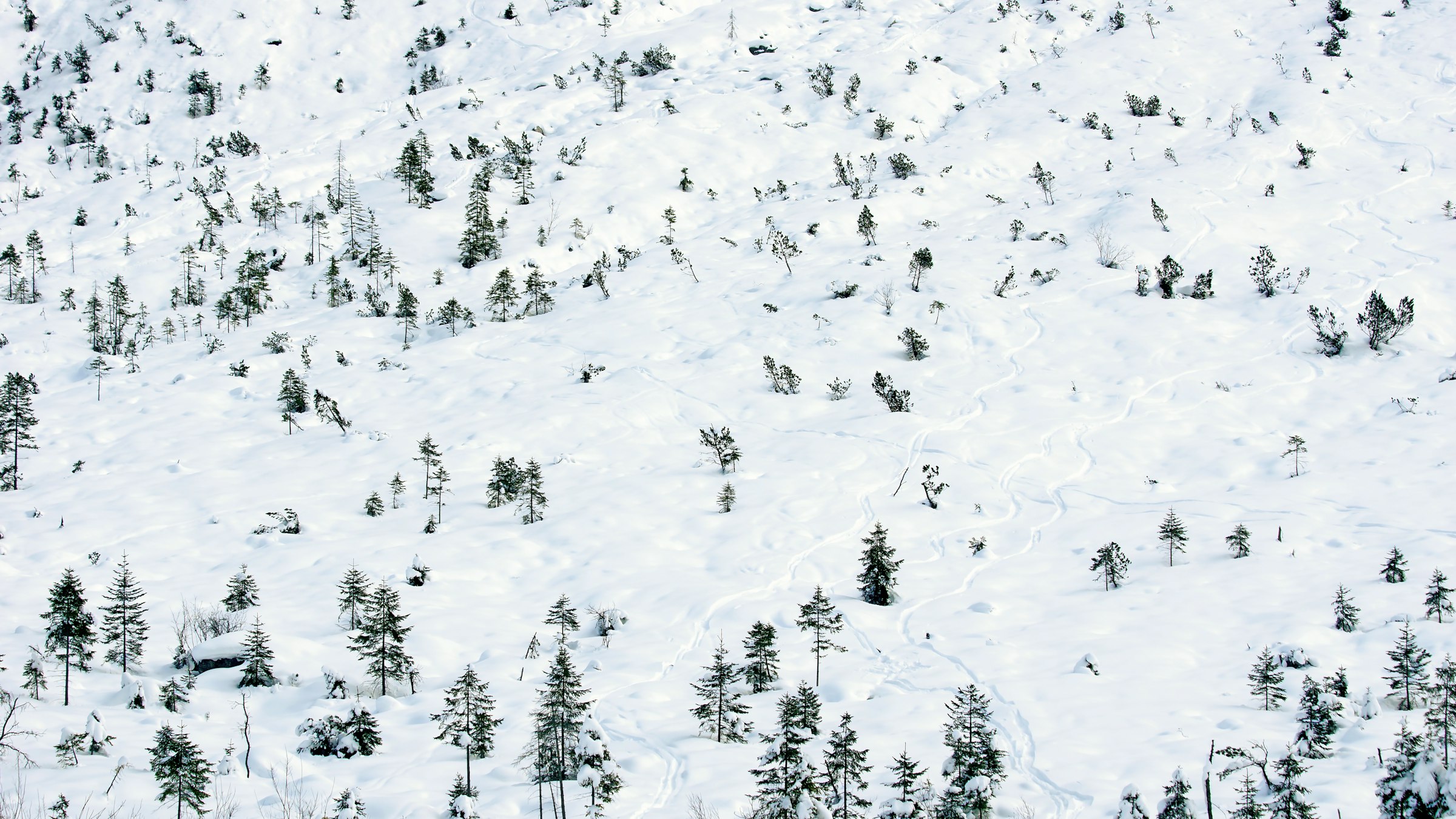 Snow-covered landscape with scattered trees is visible.