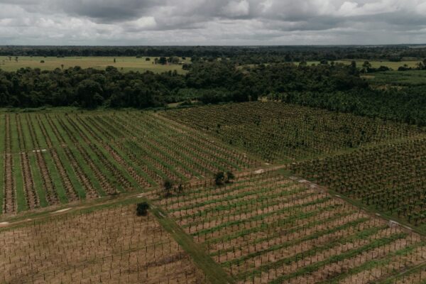 an aerial view of a large field of trees