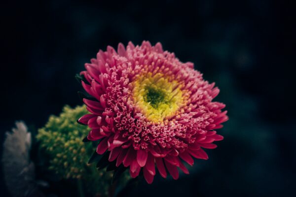 selective-focus photography of pink petaled flower