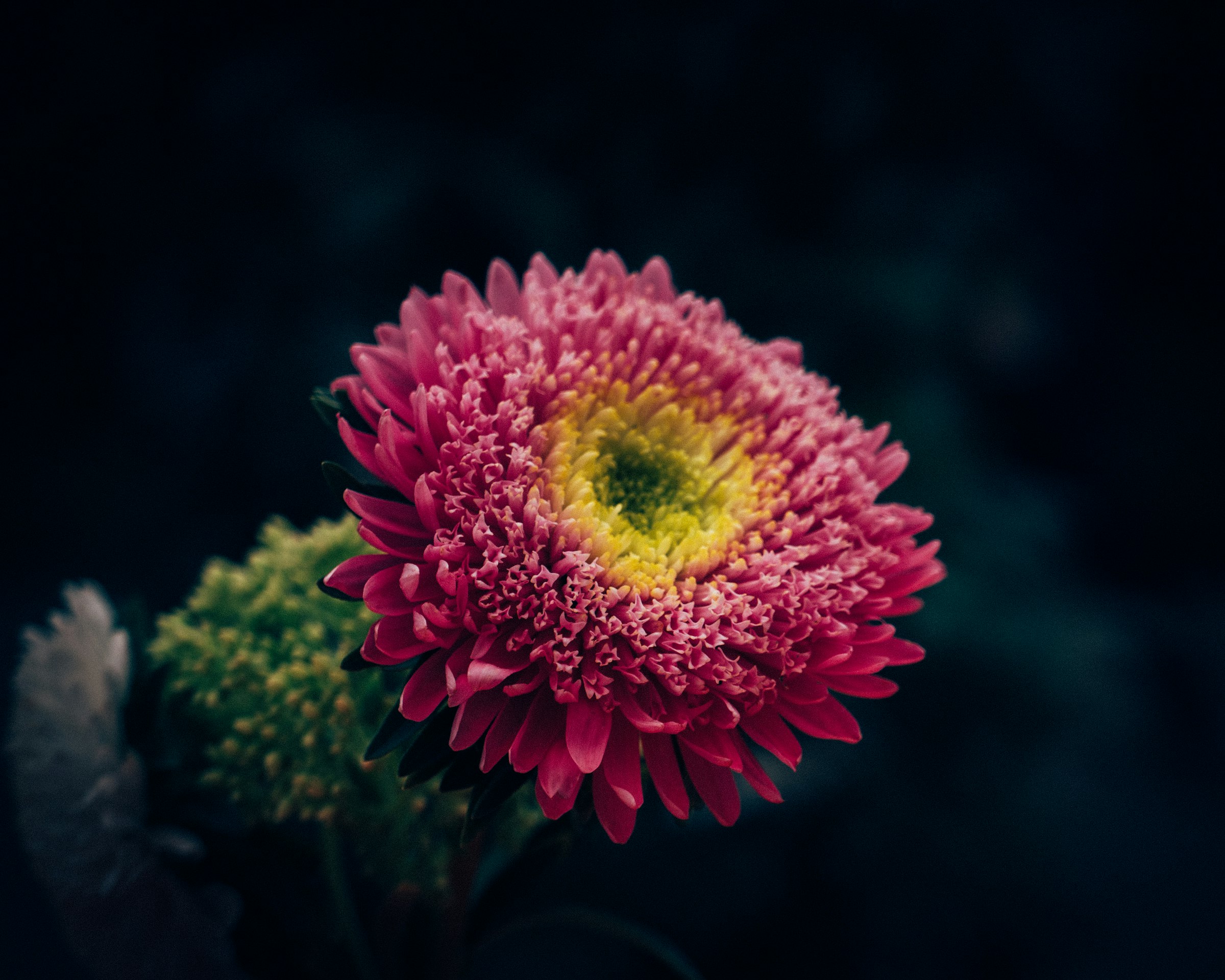 selective-focus photography of pink petaled flower