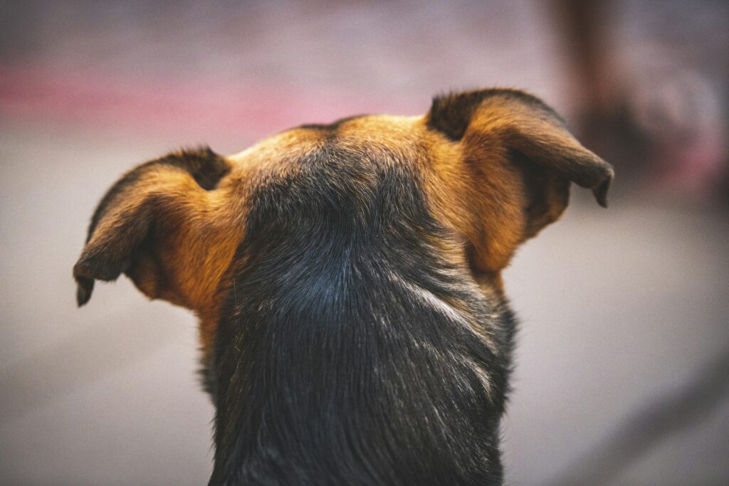 Florianópolis: adolescentes que mataram cão enfrentam ECA