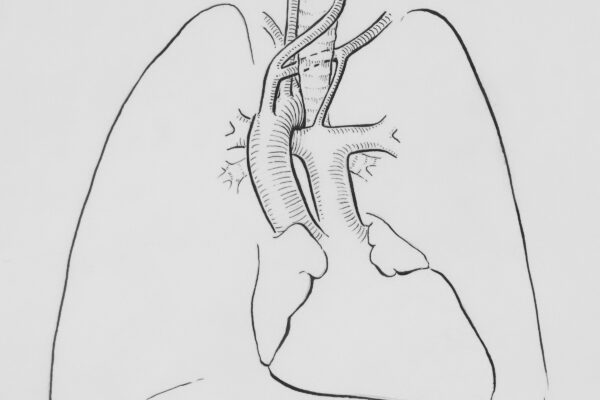 a drawing of a lung in a white background