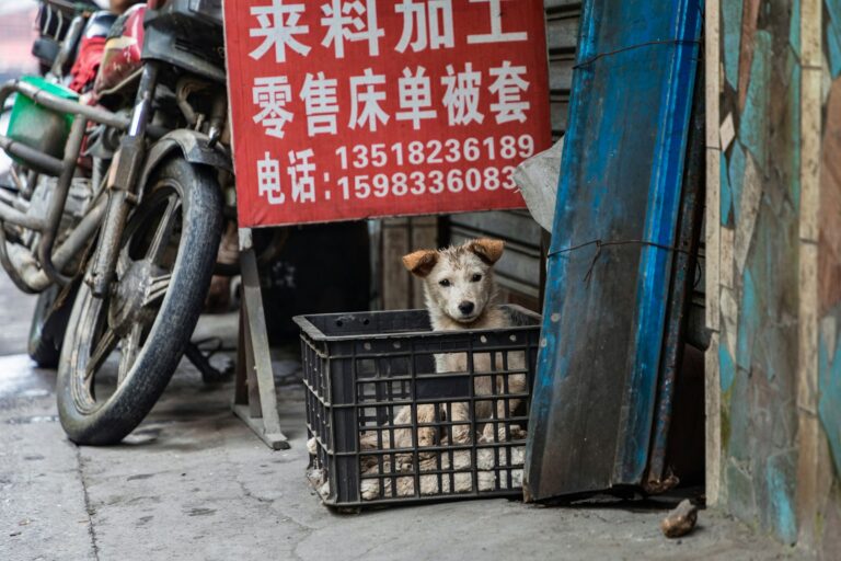 dog in black plastic basket