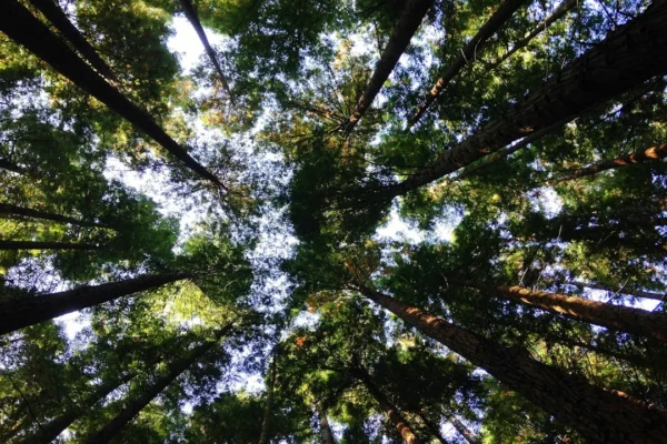 Crédito: Unsplash / ANGELA BENITO