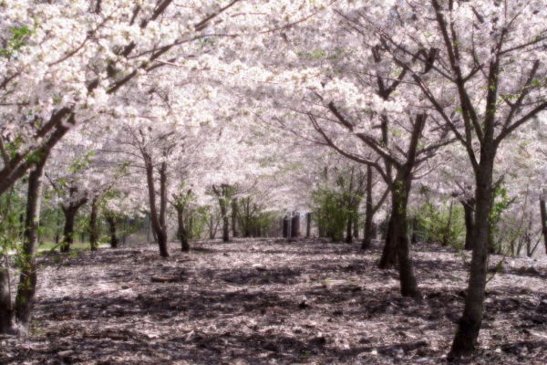 sakura Perfis I9 Artigos