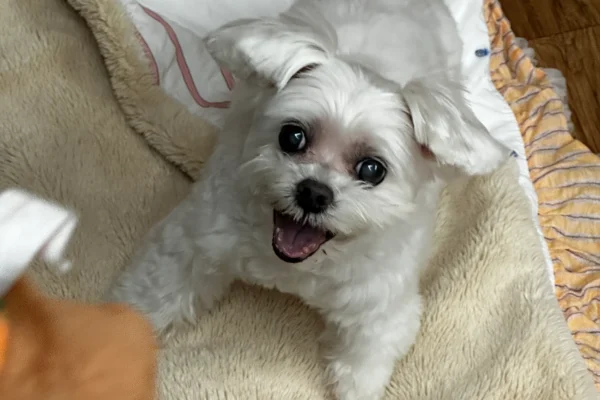 seong min ji Perfis I9 Artigos