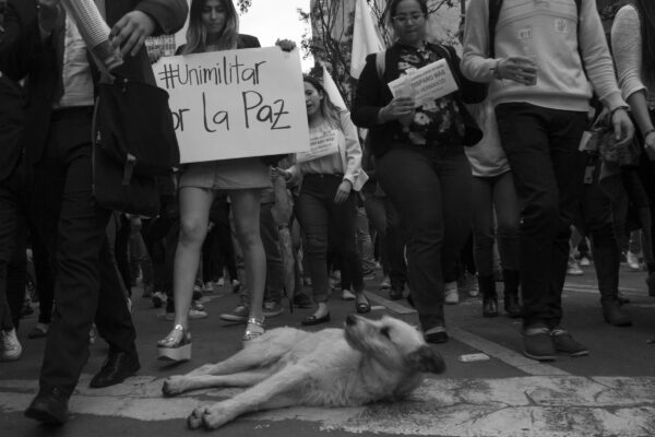 dog lying near protesters