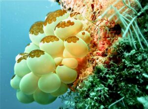 white and brown round light