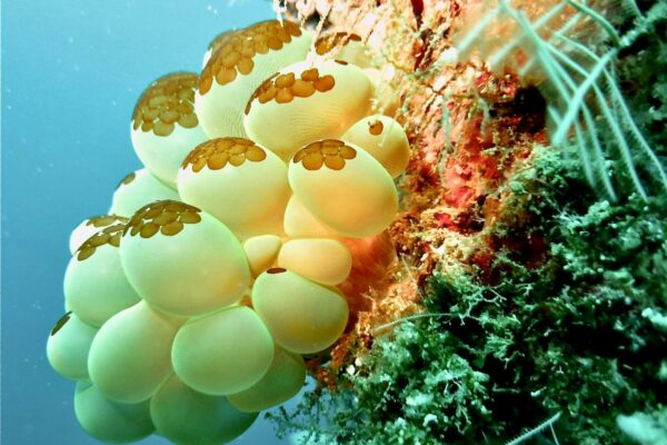 white and brown round light