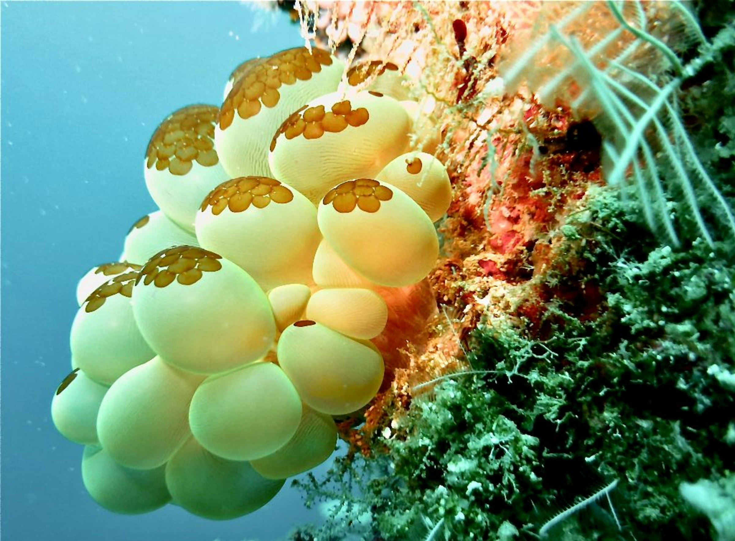 white and brown round light