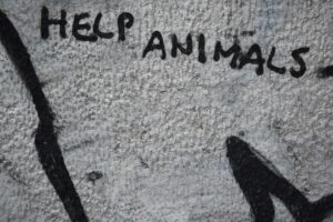 Debate sobre violência animal ganha força após espancamento de cão em sc