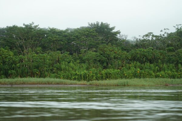 a body of water with trees in the back