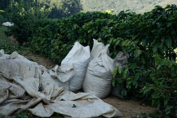 Sacks of harvested crops lay near green foliage.