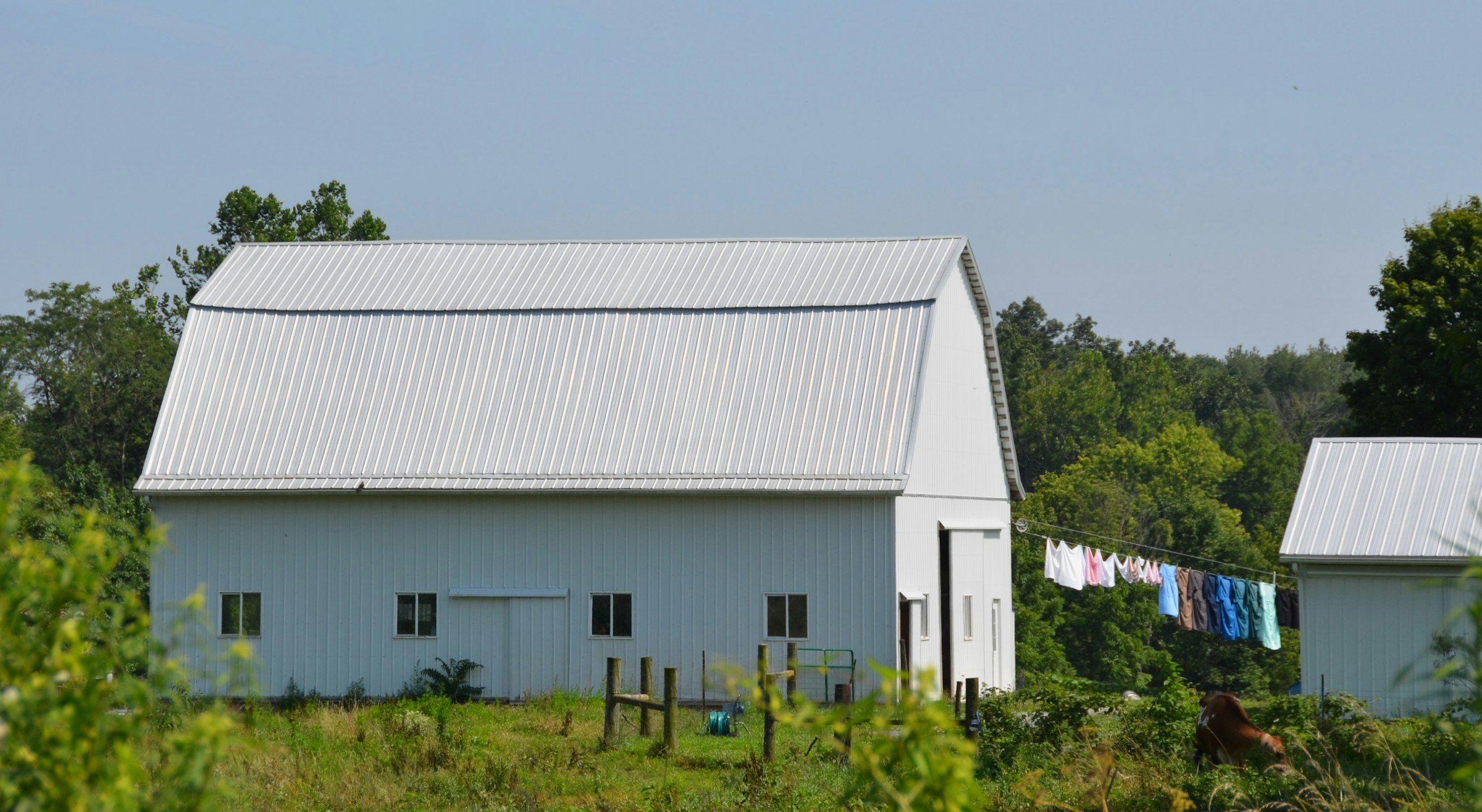 A white barn stands amidst lush, green trees.