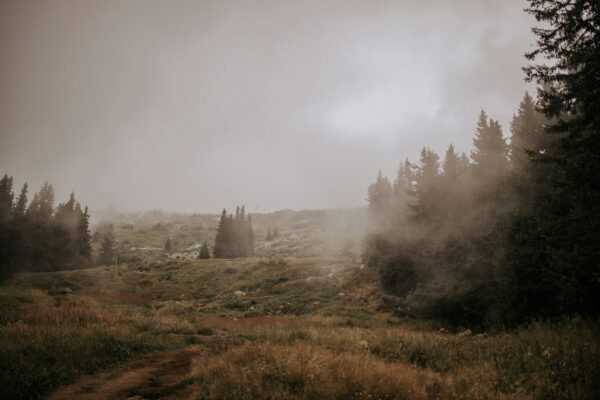 a foggy forest with trees