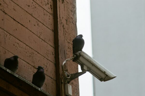 bird on white CCTV camera