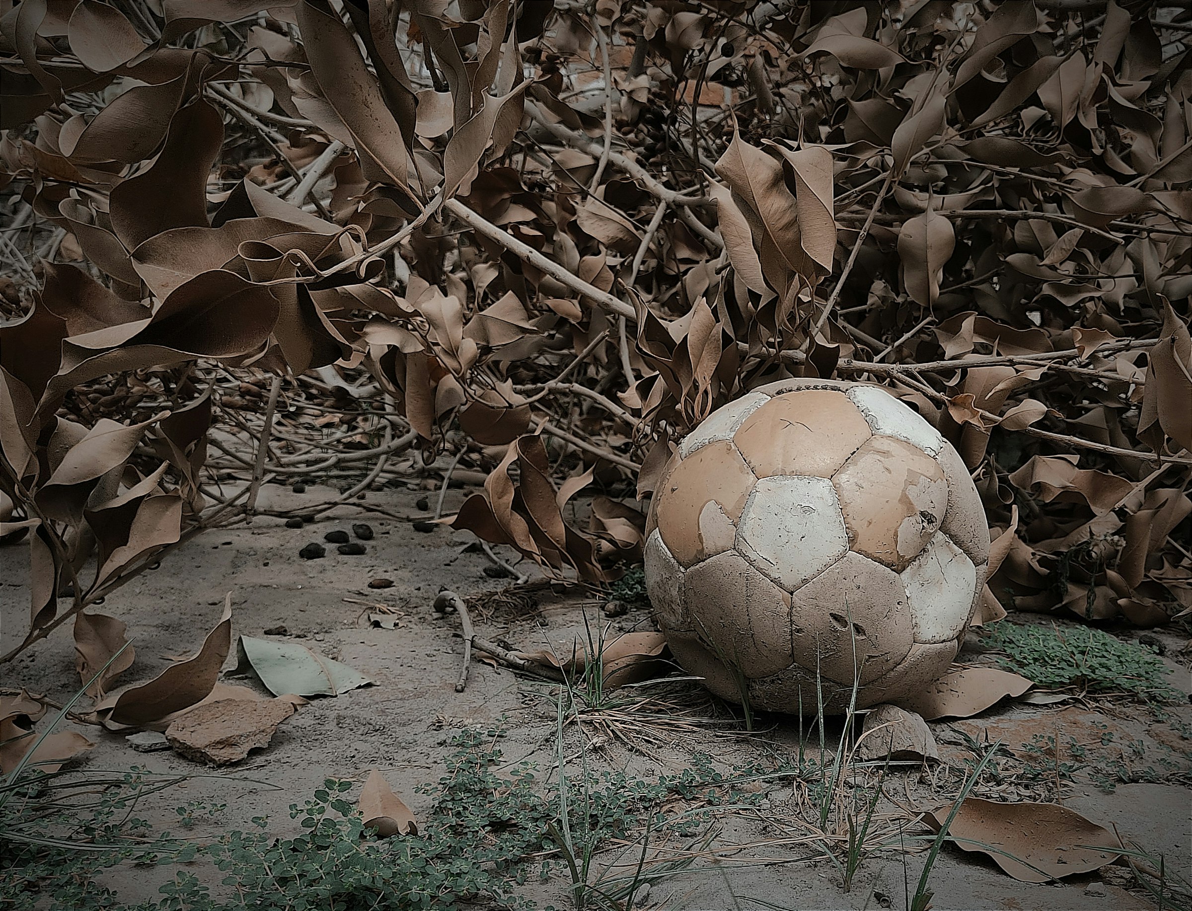 a soccer ball sitting on the ground surrounded by leaves
