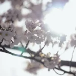 K-drama de abril: IU brilha em “perfect crown