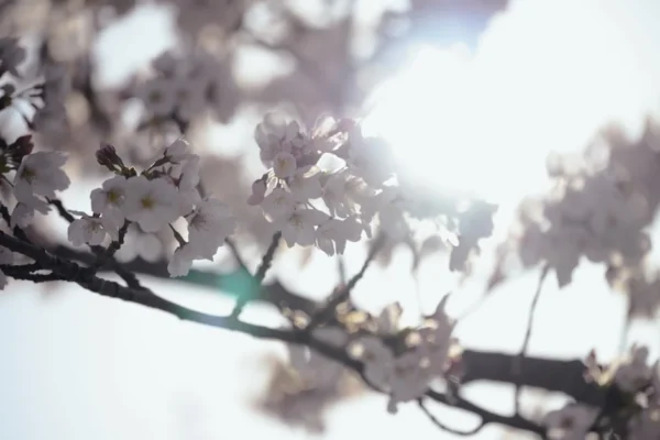 K-drama de abril: IU brilha em "perfect crown