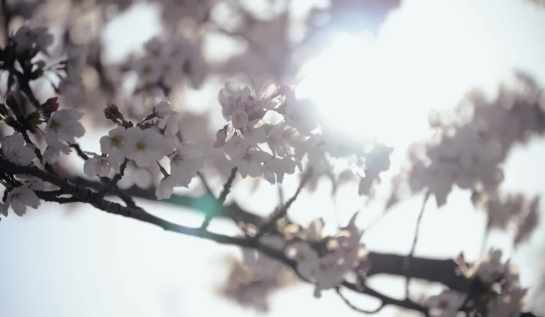 K-drama de abril: IU brilha em “perfect crown