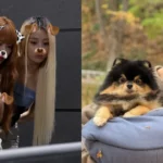 LE SSERAFIM gera polêmica ao usar cães de V do BTS em desafio de dança
